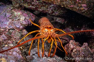 Spiny lobster in rocky crevice.