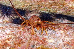 Image 09563, Spiny lobster in rocky crevice. Guadalupe Island (Isla Guadalupe), Baja California, Mexico, Panulirus interruptus, Phillip Colla, all rights reserved worldwide. Keywords: animal, baja california, california, crustacean, guadalupe island, international, invertebrate, isla guadalupe, isla guadalupe special biosphere reserve, lobster, marine invertebrate, mexico, ocean, oceans, pacific, panulirus interruptus, spiny lobster, underwater, wildlife.
