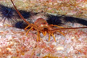 Spiny lobster in rocky crevice, Panulirus interruptus, Guadalupe Island (Isla Guadalupe)