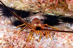 Spiny lobster in rocky crevice, Panulirus interruptus, Guadalupe Island (Isla Guadalupe)