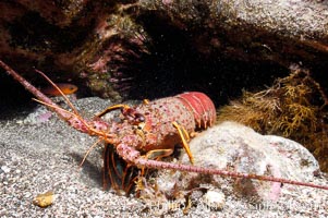 Spiny lobster in rocky crevice. Guadalupe Island (Isla Guadalupe), Baja California, Mexico, Panulirus interruptus, natural history stock photograph, photo id 09565