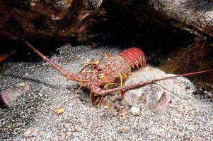 Spiny lobster in rocky crevice, Panulirus interruptus, Guadalupe Island (Isla Guadalupe)