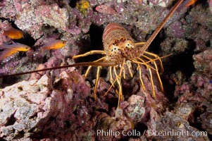 Spiny lobster in rocky crevice, Panulirus interruptus, Guadalupe Island (Isla Guadalupe)