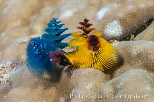 Spirobranchus Christmas Tree Worm, Fiji, Makogai Island, Lomaiviti Archipelago