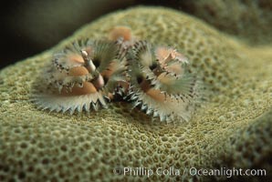 Christmas tree worm (annelid), Spirobranchus, Roatan