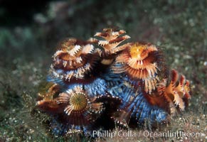 Christmas tree worm (annelid), Spirobranchus, Punte Vicente Roca