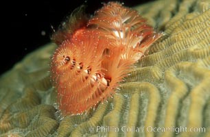 Christmas tree worm (annelid), Spirobranchus, Roatan