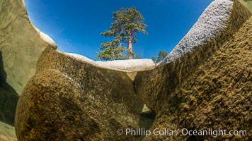 Split view of Trees and Underwater Boulders, Lake Tahoe, Nevada. USA, natural history stock photograph, photo id 32331
