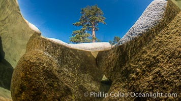 Split view of Trees and Underwater Boulders, Lake Tahoe, Nevada