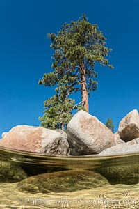 Split view of Trees and Underwater Boulders, Lake Tahoe, Nevada