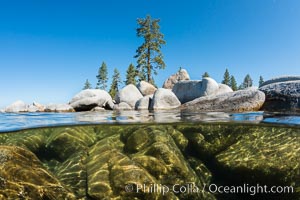 Split view of Trees and Underwater Boulders, Lake Tahoe, Nevada. USA, natural history stock photograph, photo id 32336