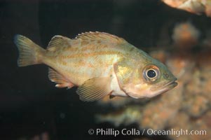 Splitnosed rockfish, Sebastes diploproa