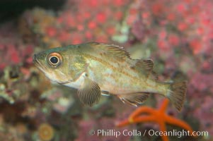 Splitnosed rockfish, Sebastes diploproa