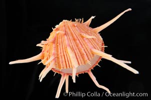 Thorny oyster or spiny oyster, Spondylus