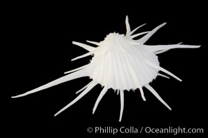 Thorny oyster or spiny oyster, Spondylus