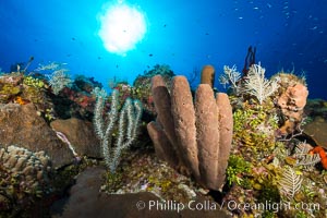 Sponges on Caribbean coral reef, Grand Cayman Island