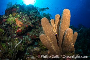 Sponges on Caribbean coral reef, Grand Cayman Island