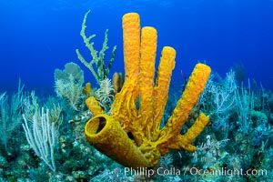 Sponges on Caribbean coral reef, Grand Cayman Island