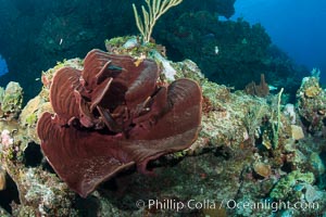 Sponges on Caribbean coral reef, Grand Cayman Island