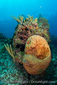 Sponges on Caribbean coral reef, Grand Cayman Island