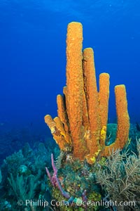 Sponges on Caribbean coral reef, Grand Cayman Island