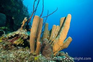 Sponges on Caribbean coral reef, Grand Cayman Island