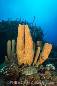 Sponges on Caribbean coral reef, Grand Cayman Island