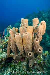 Sponges on Caribbean coral reef, Grand Cayman Island