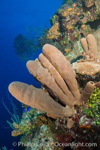 Sponges on Caribbean coral reef, Grand Cayman Island