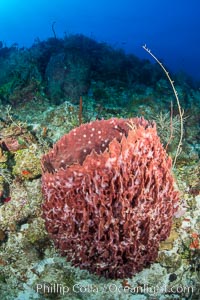 Sponges on Caribbean coral reef, Grand Cayman Island