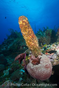 Sponges on Caribbean coral reef, Grand Cayman Island