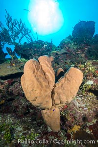Sponges on Caribbean coral reef, Grand Cayman Island