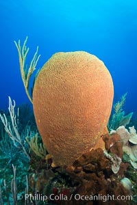 Sponges on Caribbean coral reef, Grand Cayman Island