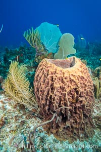 Sponges on Caribbean coral reef, Grand Cayman Island