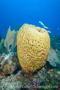 Sponges on Caribbean coral reef, Grand Cayman Island