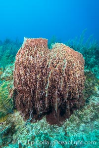 Sponges on Caribbean coral reef, Grand Cayman Island