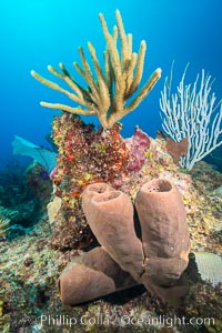 Sponges on Caribbean coral reef, Grand Cayman Island