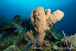 Sponges on Caribbean coral reef, Grand Cayman Island