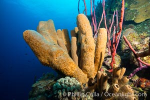 Sponges on Caribbean coral reef, Grand Cayman Island