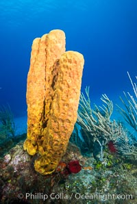 Sponges on Caribbean coral reef, Grand Cayman Island