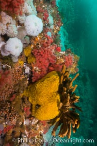 Colorful anemones and soft corals, bryozoans and sponges the rocky reef in a kelp forest near Vancouver Island and the Queen Charlotte Strait.  Strong currents bring nutrients to the invertebrate life clinging to the rocks, Gersemia rubiformis