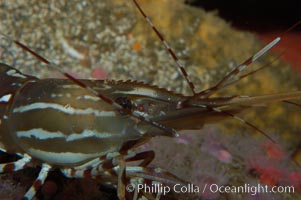 Spot prawn, Pandalus platycaros