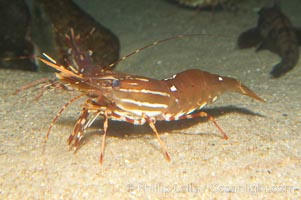 Spot prawn, Pandalus platycaros