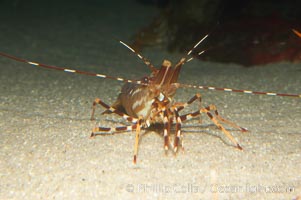 Spot prawn, Pandalus platycaros