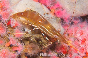 Spot prawn, Pandalus platycaros