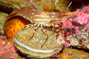 Spot prawn atop scallop, Crassedoma giganteum, Pandalus platycaros