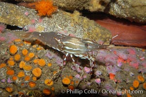 Spot prawn, Pandalus platycaros