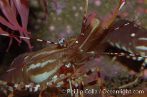 Spot prawn, Pandalus platycaros