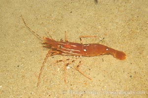 Spot prawn, Pandalus platycaros