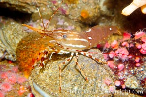 Spot prawn, Pandalus platycaros